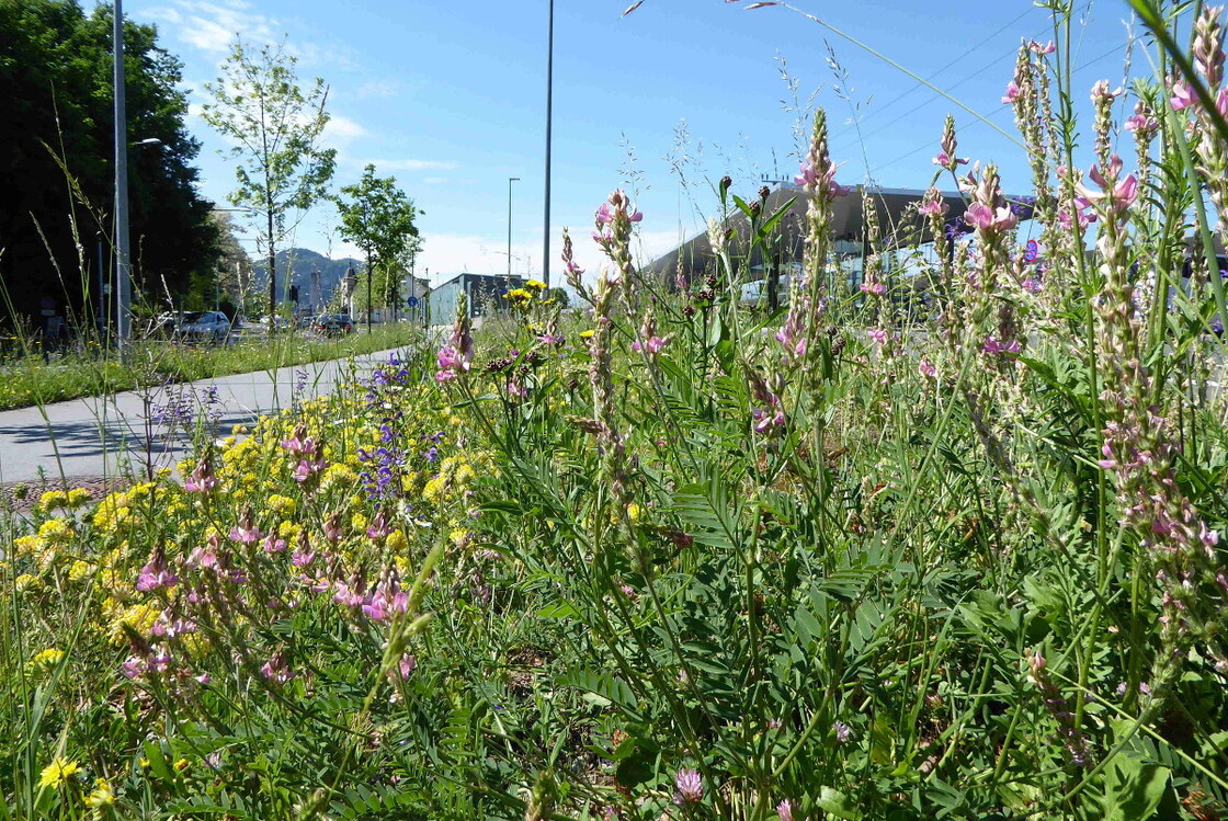 Ein Foto von Maria Anna Schneider-Moosbrugger