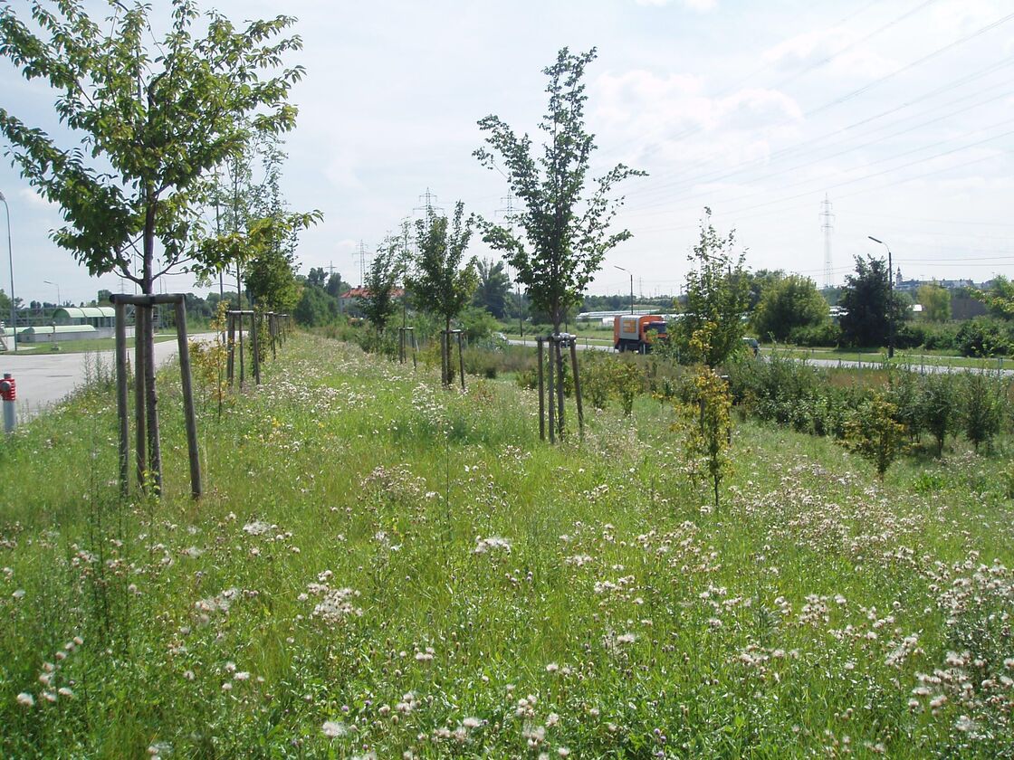 Ein Foto von Land in Sicht