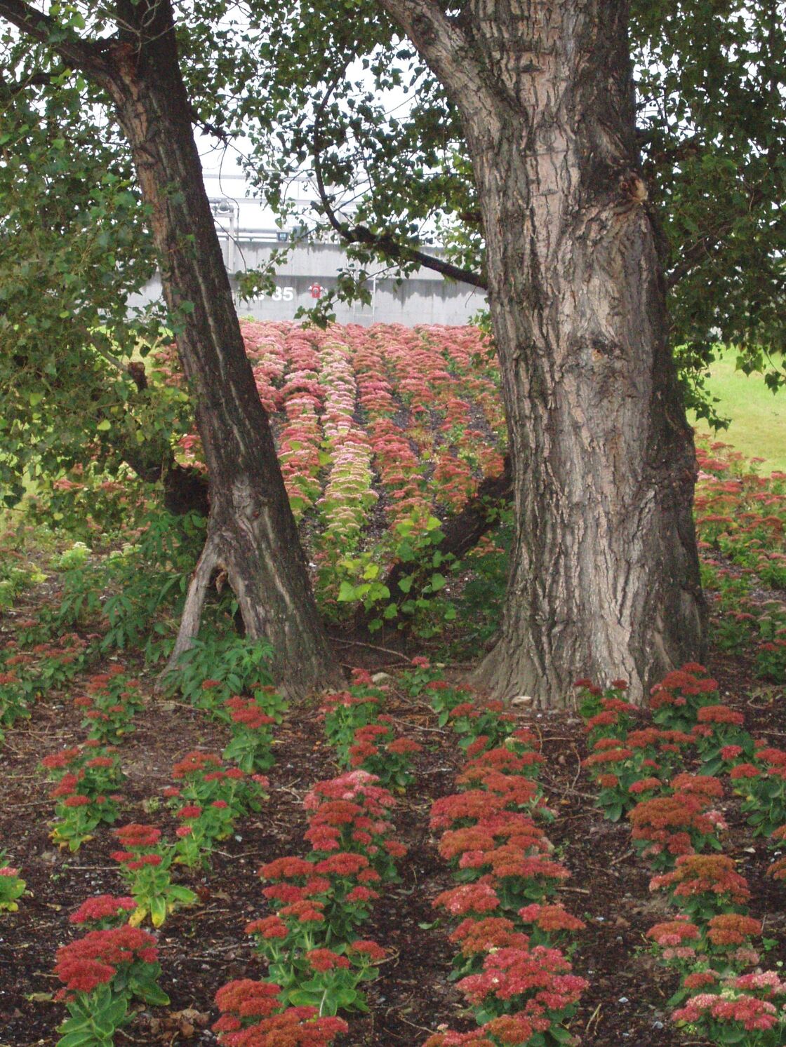 Ein Foto von Land in Sicht