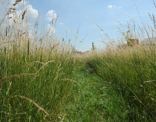 Ein Foto von Gernot Dessovic