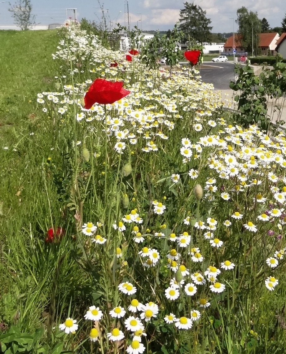 Ein Foto von freiland