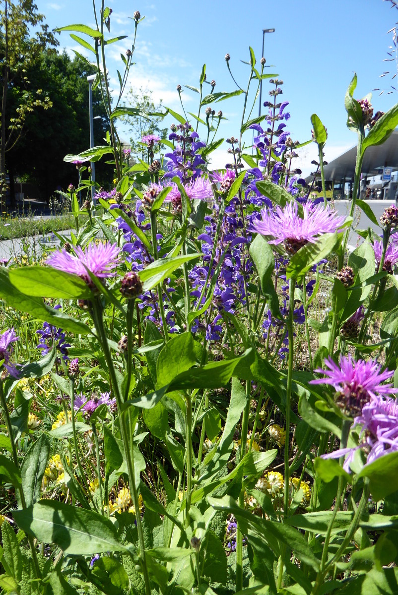 Ein Foto von Maria Anna Schneider-Moosbrugger
