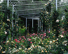 Ein Foto von Jacques de Givry