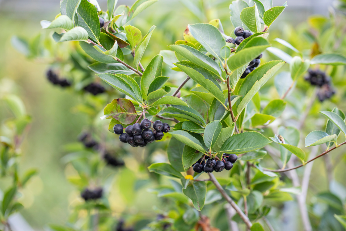 Ein Foto von Petra Rainer