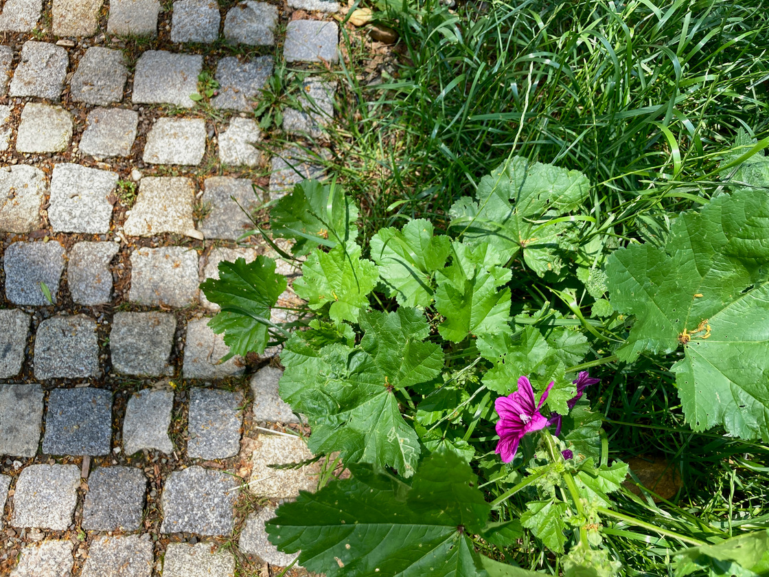 Ein Foto von Sarah Holler