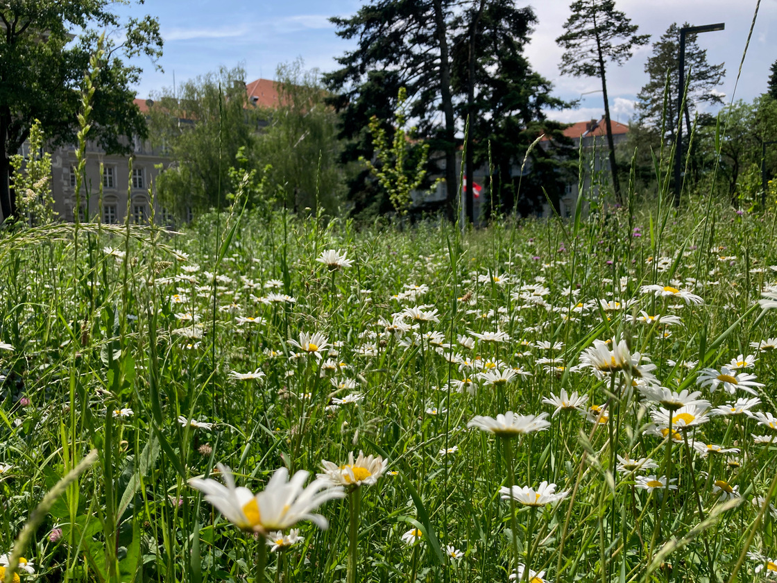 Ein Foto von Sarah Holler