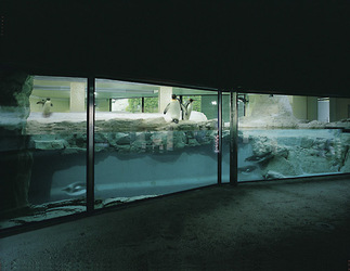 Polarium Tiergarten Schönbrunn, Foto: Margherita Spiluttini