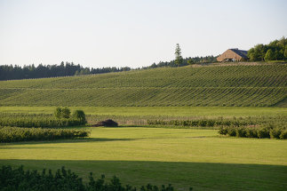 Weingut Schmidt am Bodensee, Foto: Elmar Ludescher