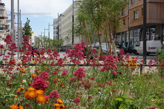 Rote Saite Seestadt Aspern, Foto: 3:0 Landschaftsarchitektur Gachowetz Luger Zimermann OG