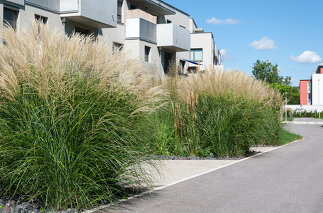 Wohnhausanlage Bründlfeldweg, Foto: Rainer Schoditsch