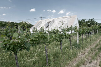 Weinblick, Foto: Dietmar Tollerian