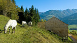 Einfamilienhaus Weißenbach, Foto: Susanne Reisenberger-Wolf