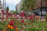 Rote Saite Seestadt Aspern, Foto: 3:0 Landschaftsarchitektur