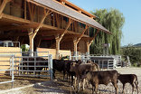 Wagyu-Stall am Hausruck, Foto: Stefan Gruber